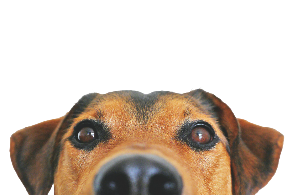 cuidados de mascotas